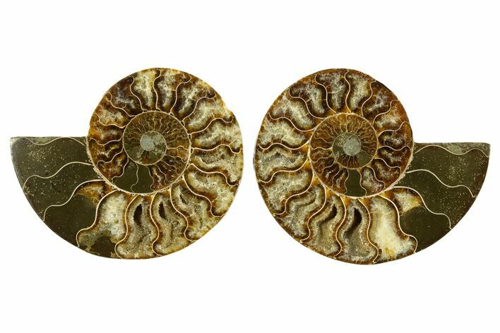 Cut & Polished, Agatized Ammonite Fossil - Madagascar #344488